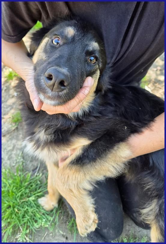 SEMOLINO CUCCIOLOTTO 6 MESI MIX BORDER...LA SUA FAMIGLIA HA RINUNCIATO A LUI ED ORA NE CERCA UNA NUOVA PER SEMPRE! Foto 4